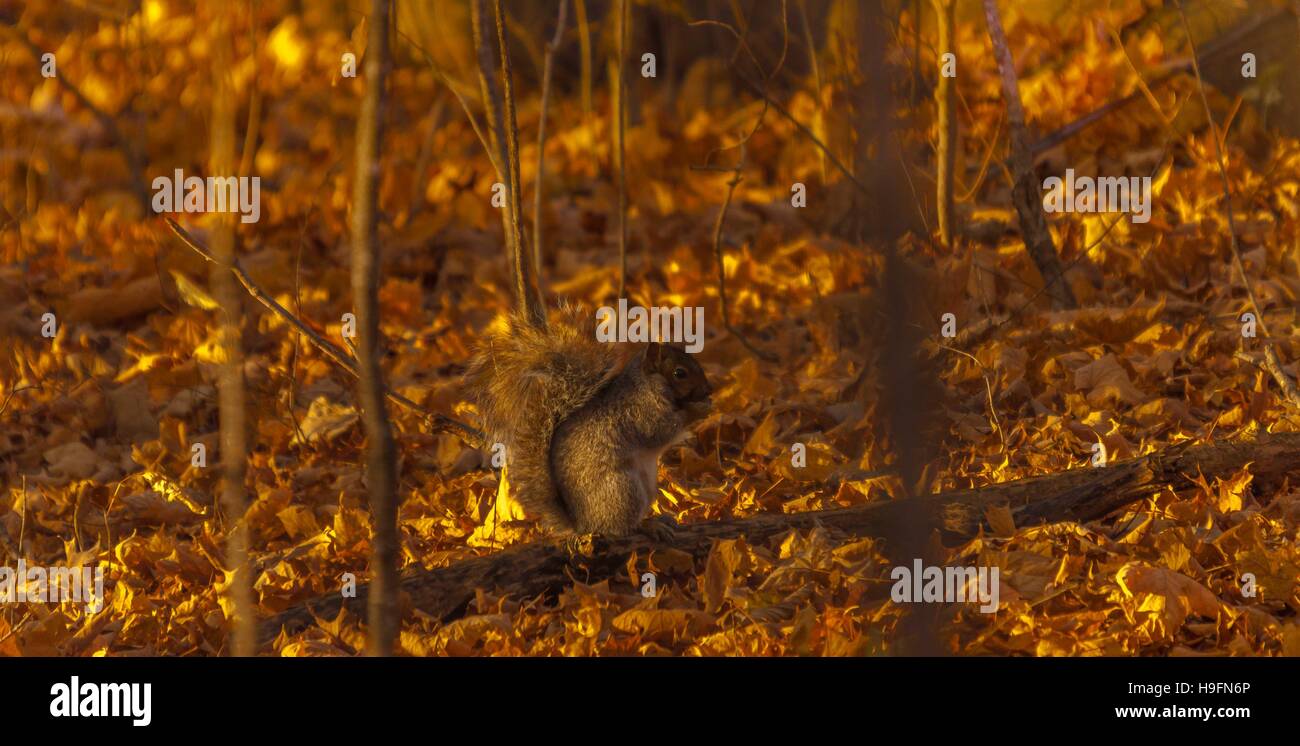 Grauhörnchen, die der Fotograf sucht. Stockfoto
