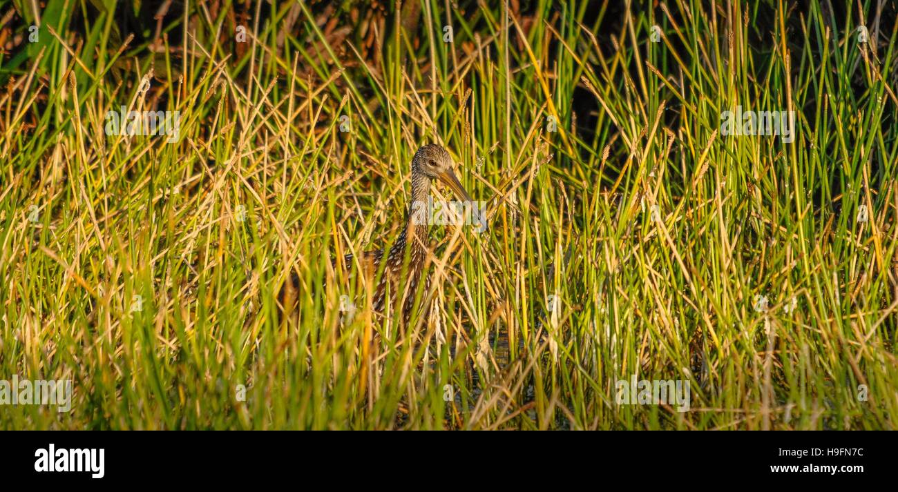 Limpkin verstecken sich in den Rasen in Florida, USA. Stockfoto