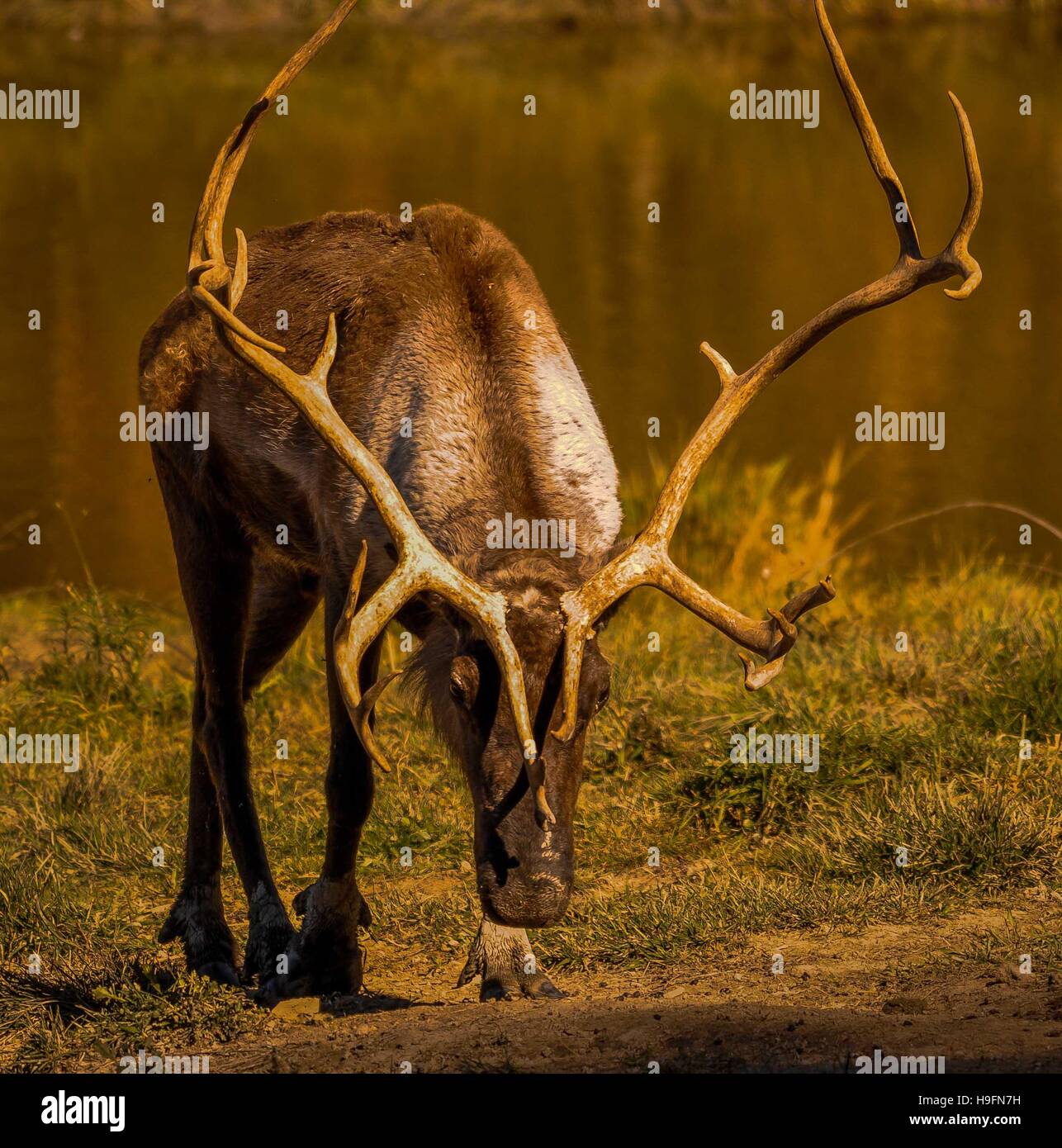 Caribou im Parc Omega in Québec, Kanada. Stockfoto