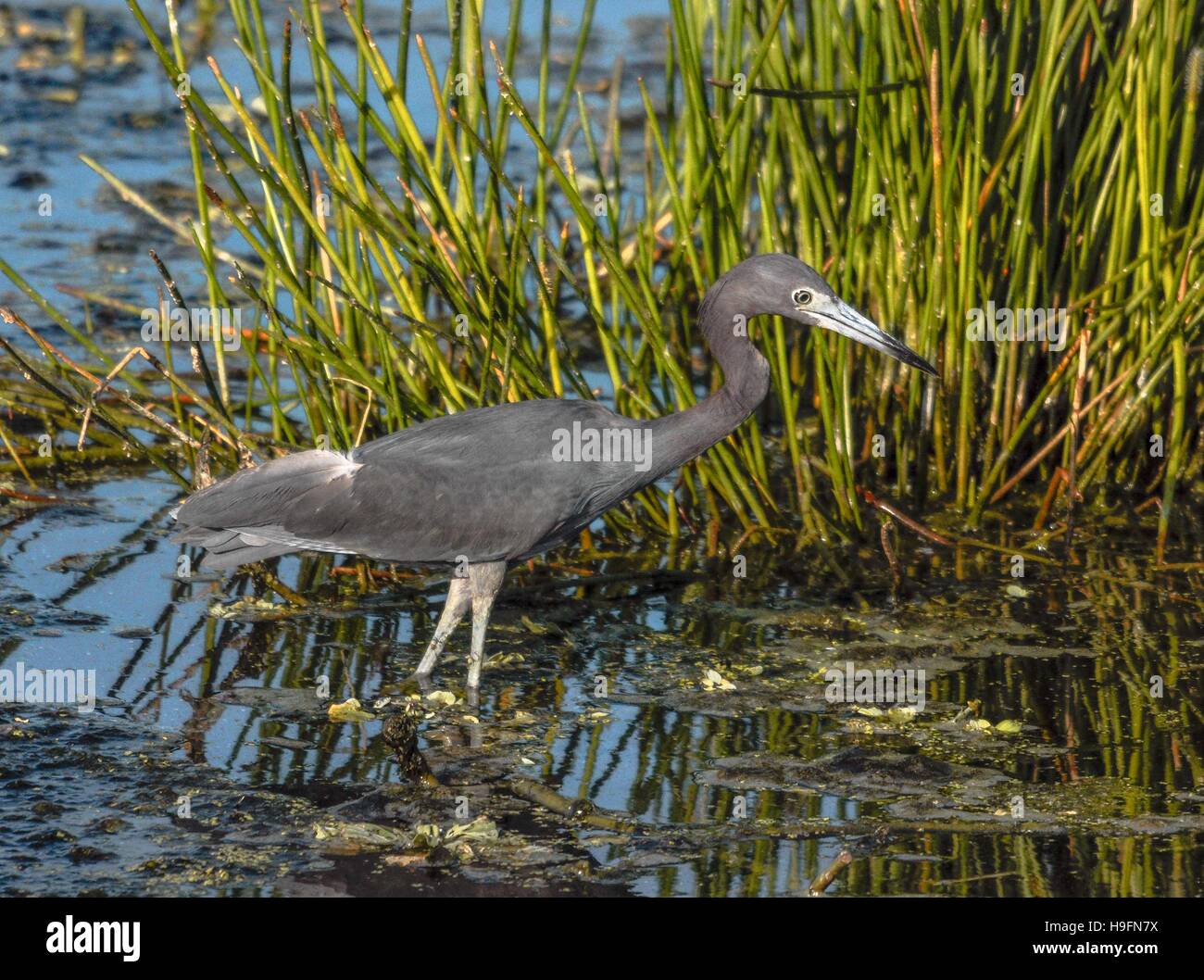 Blue Heron kleines Fischerdorf an einem schönen Morgen in Florida, USA. Stockfoto