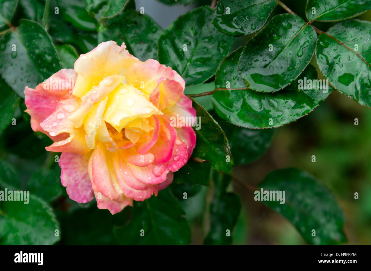 Fading Herbst rose mit Wassertropfen nach Regen Nahaufnahme mit blur Stockfoto