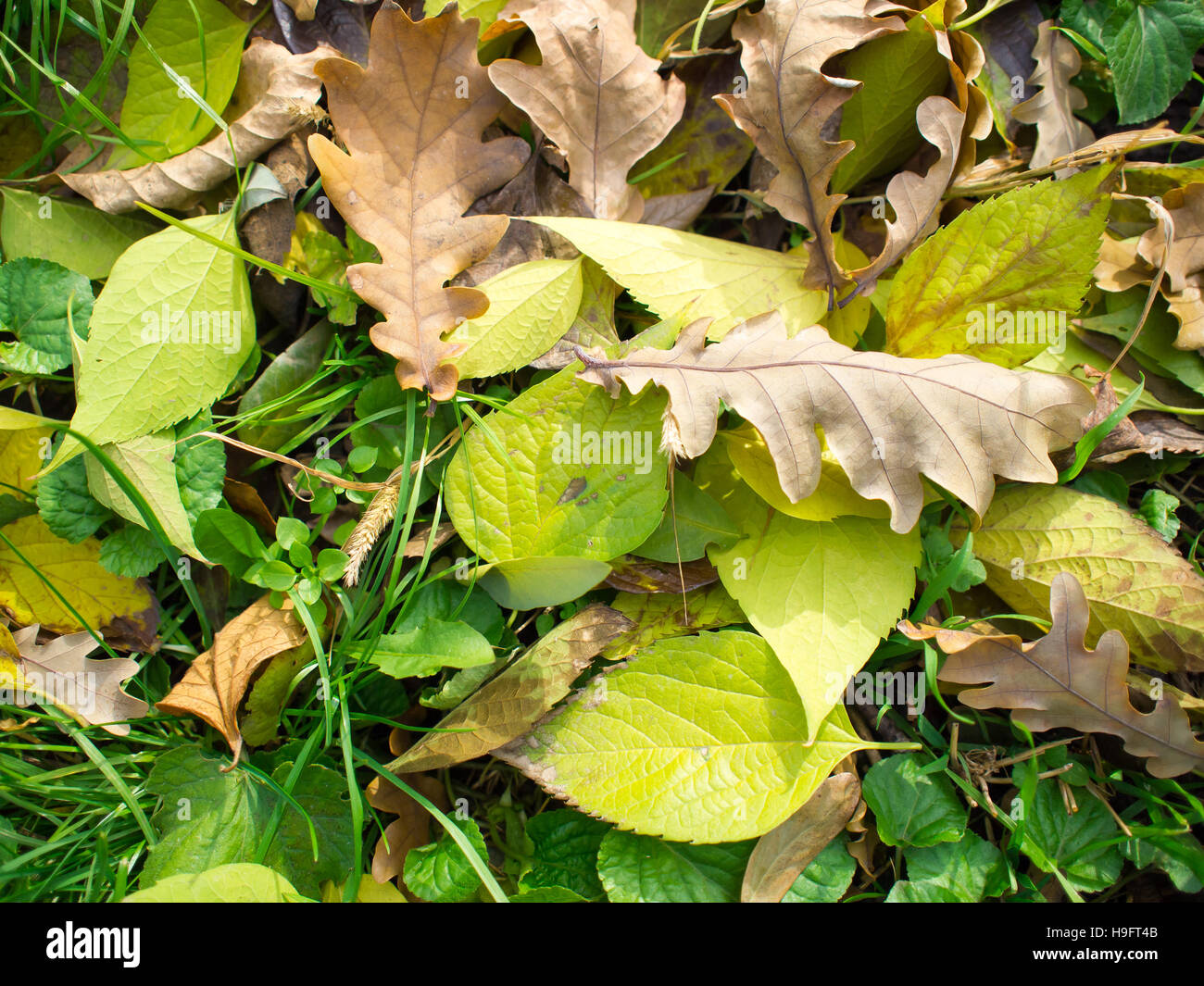 Detailansicht auf gefallenen Herbst Blätter auf grünen Rasen Rasen Beleuchtung Sonnenlicht Stockfoto