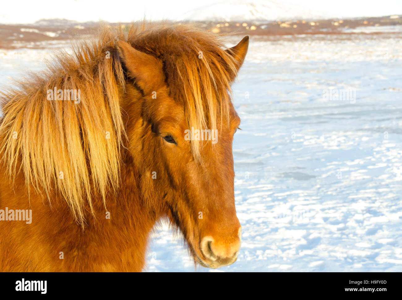 Islandpferd im verschneiten Weide Stockfoto
