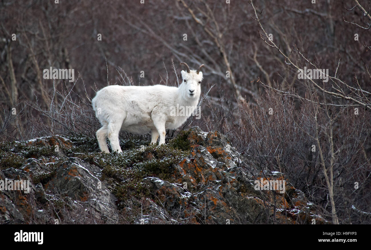 Dall Schafe Ewe entlang der Klippen während der Brunft-Saison Stockfoto