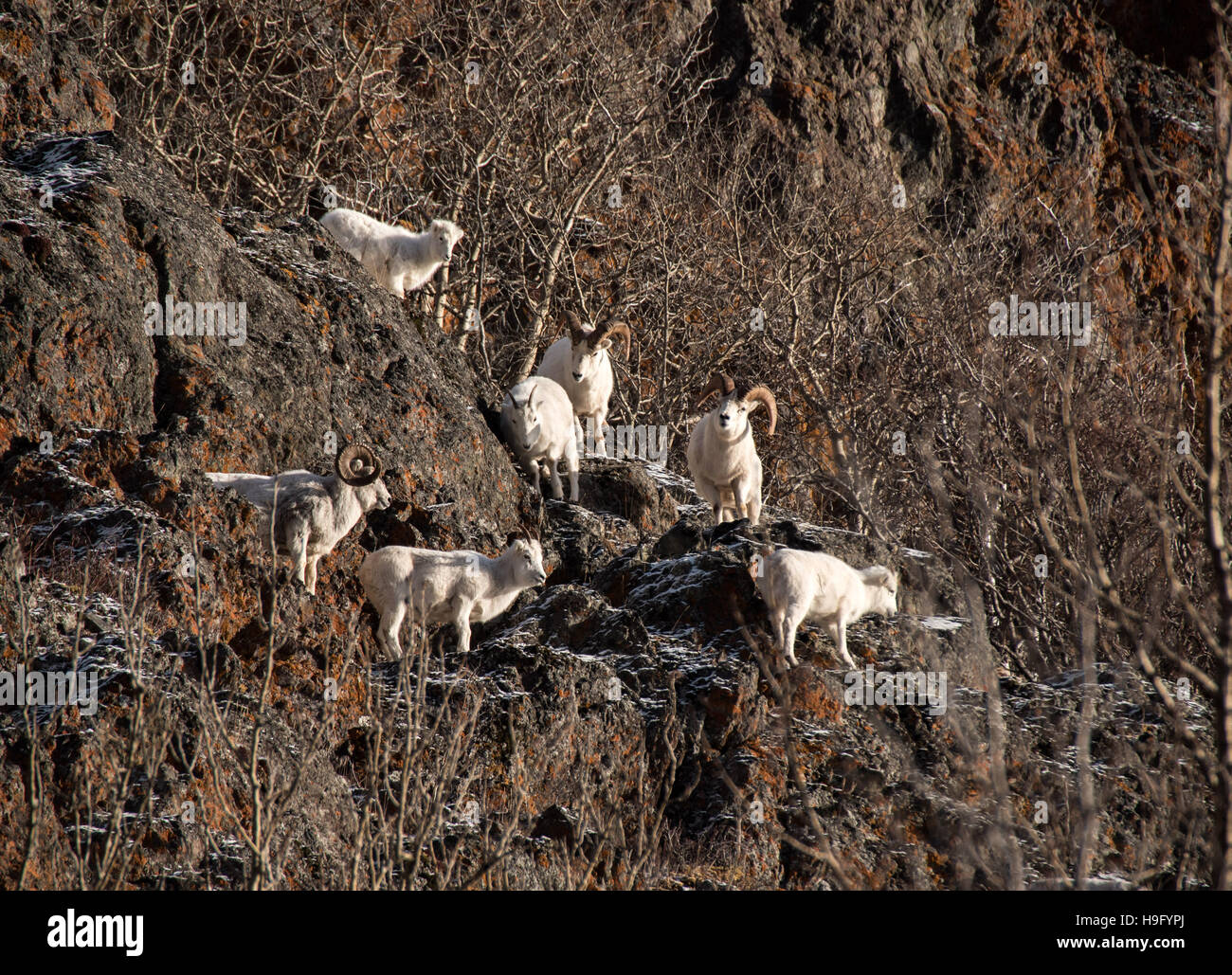 Dall Schafe Rams und Mutterschafe während der Brunft-Saison Stockfoto