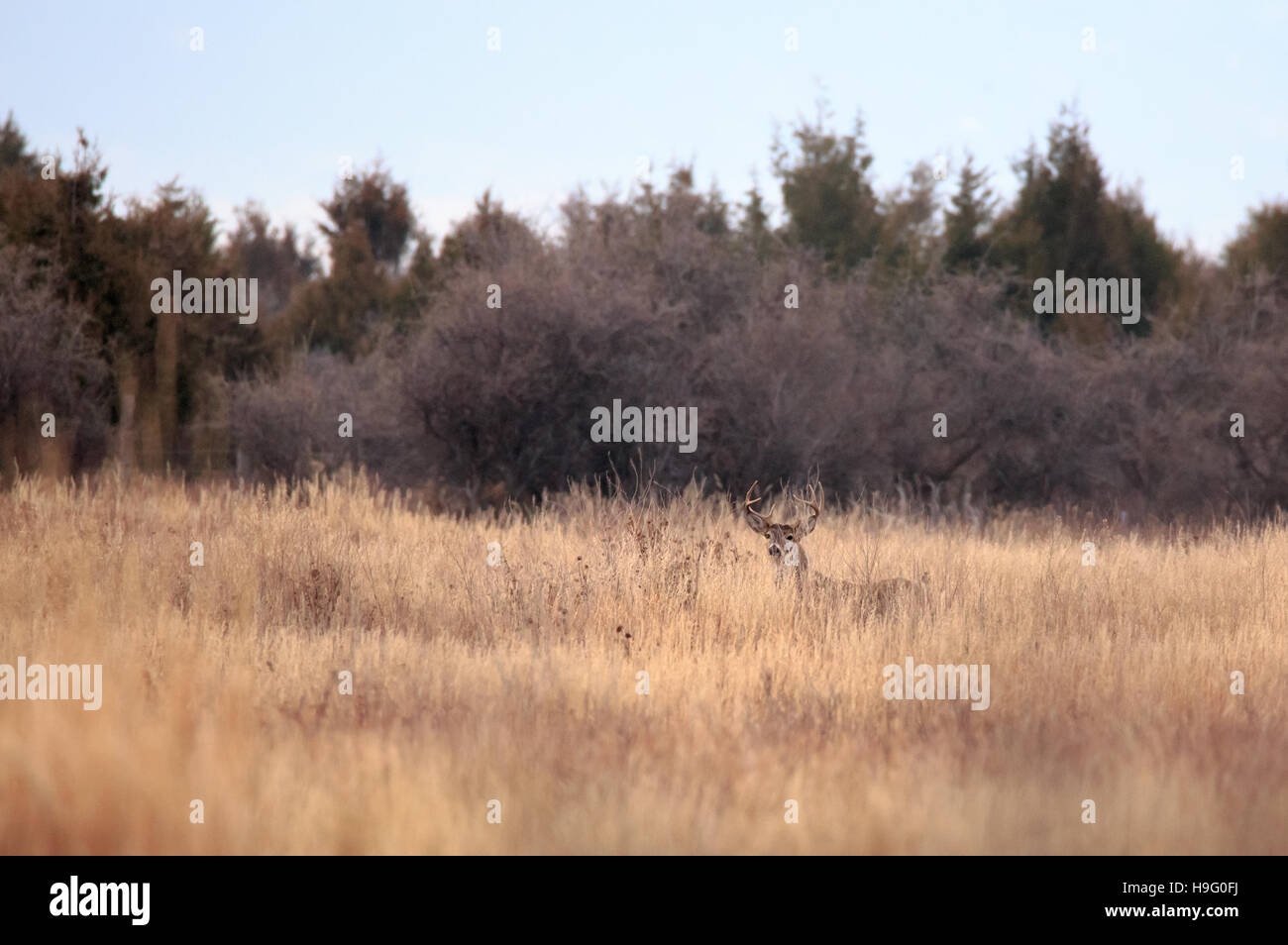 Mule Deer buck stehen im Feld-Hof Blick in die Kamera. Stockfoto