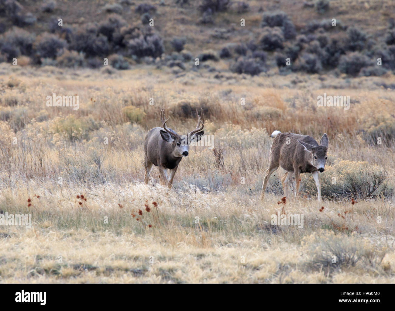 Mule Deer Buck mit einigen tut (weibliche Hirsche) während der Paarungszeit. Stockfoto