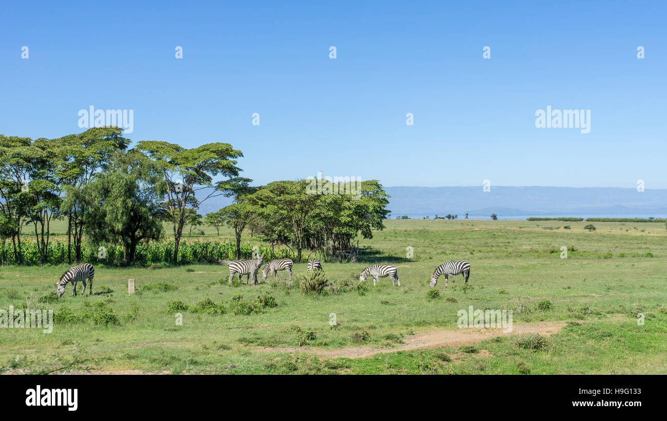 Eine Gruppe von Zebras grasen frei entlang der Straße nach Naivasha, Kenia Stockfoto
