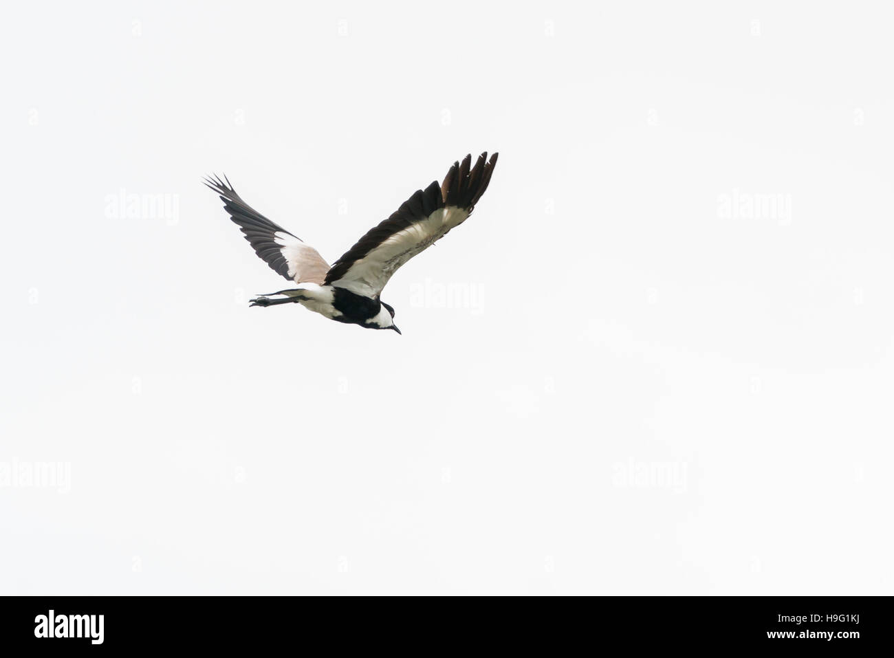 Sporn-winged Kiebitz im Flug über Hawassa See Stockfoto