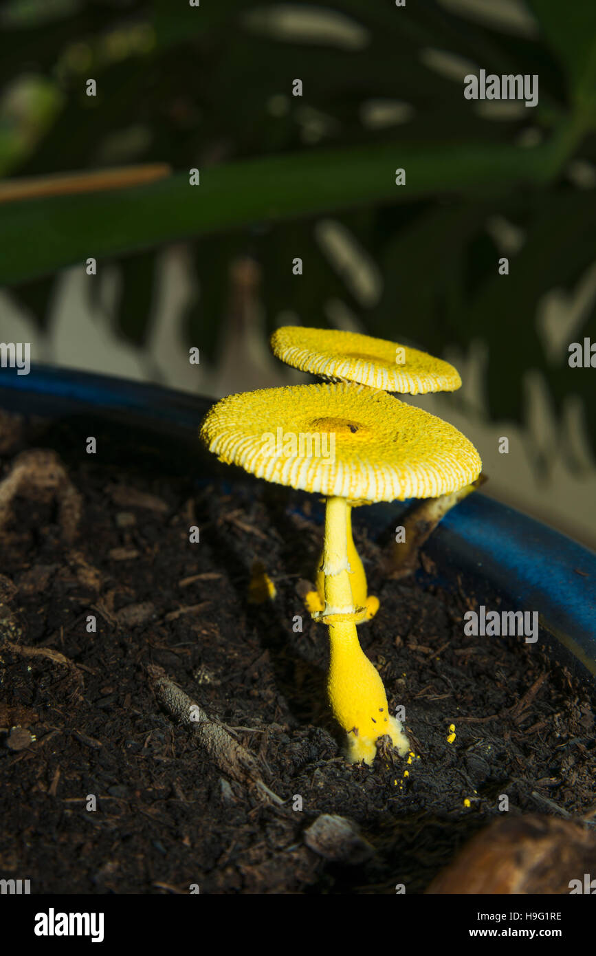 Sonnenschirmpilz bild Fotos und Bildmaterial in hoher Auflösung Alamy