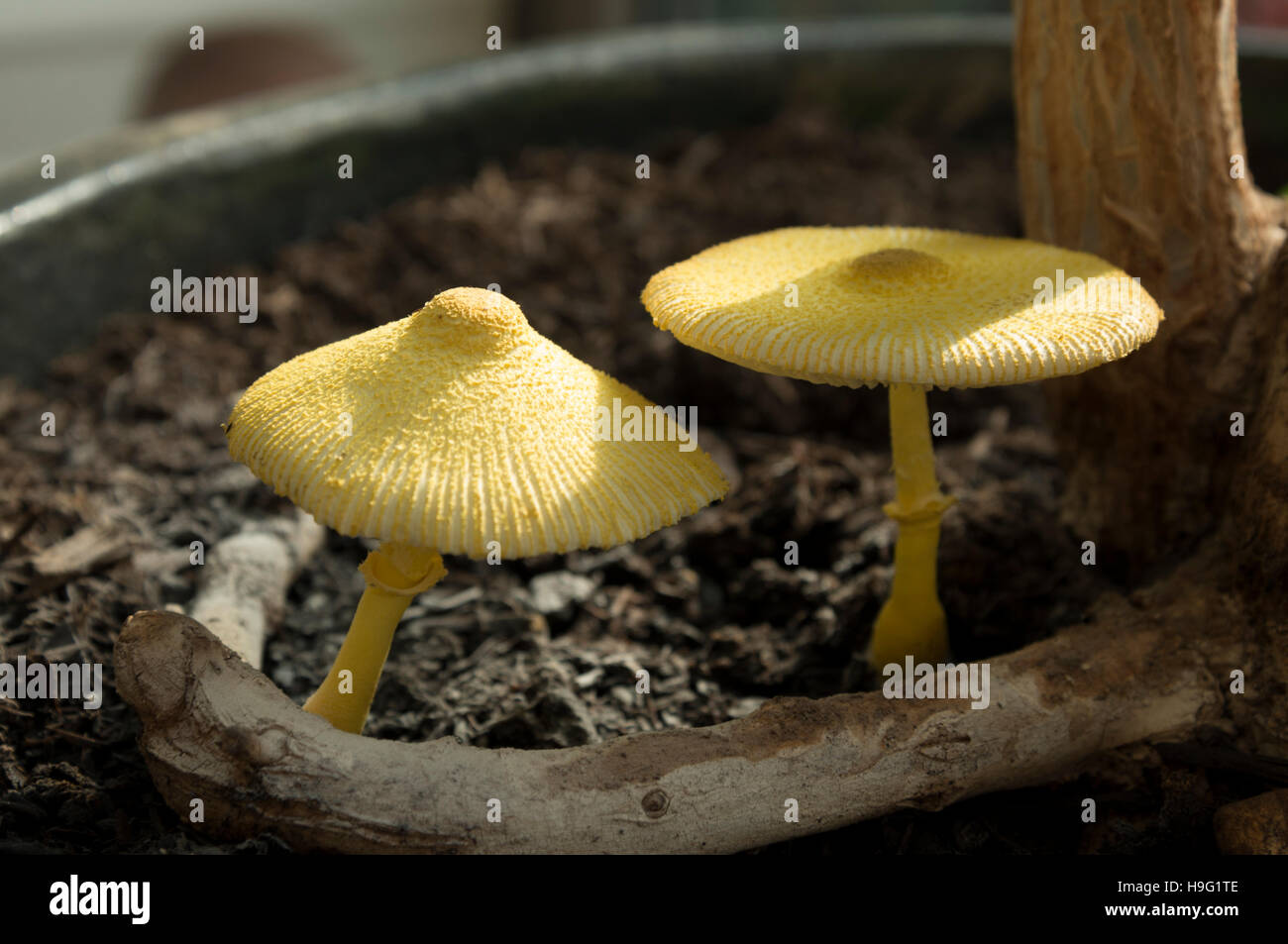 Gelbe Sonnenschirm, Blumentopf Sonnenschirm, gelb Zimmerpflanze Pilz