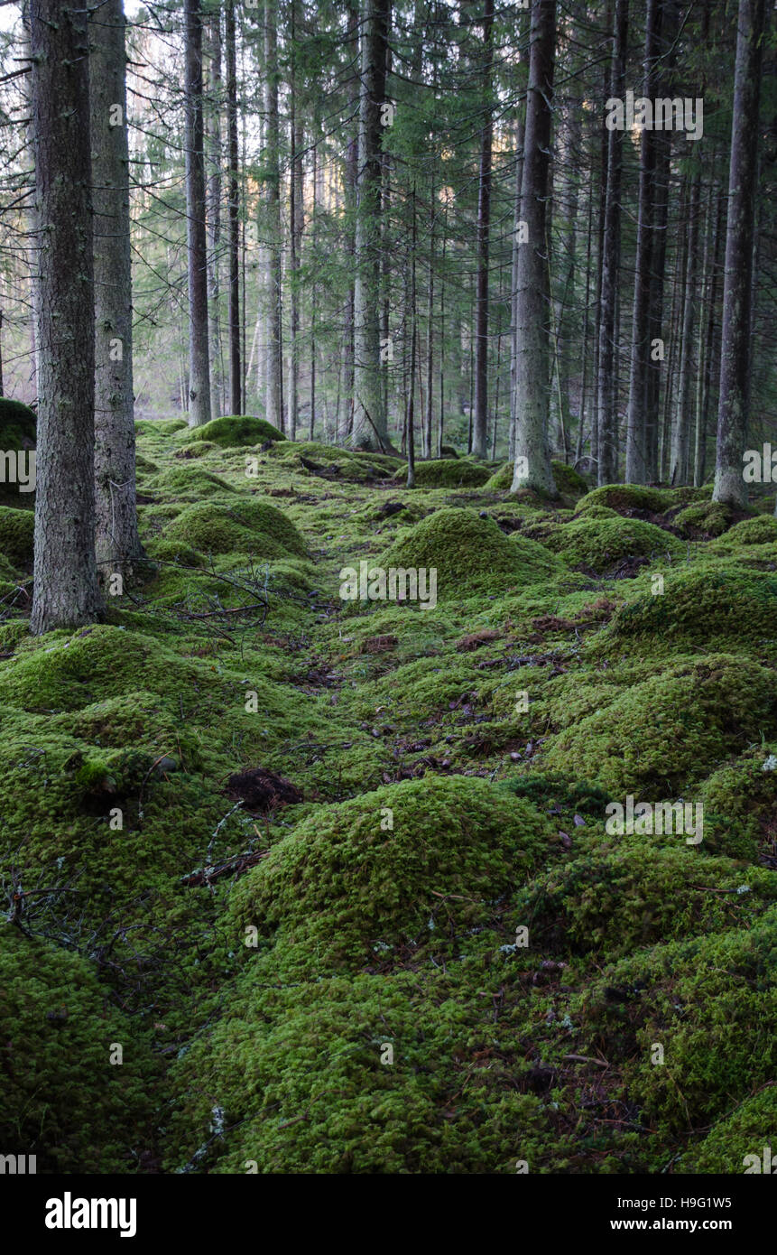 Nadelwald mit grünen weichen bemoosten Felsen auf dem Boden Stockfoto