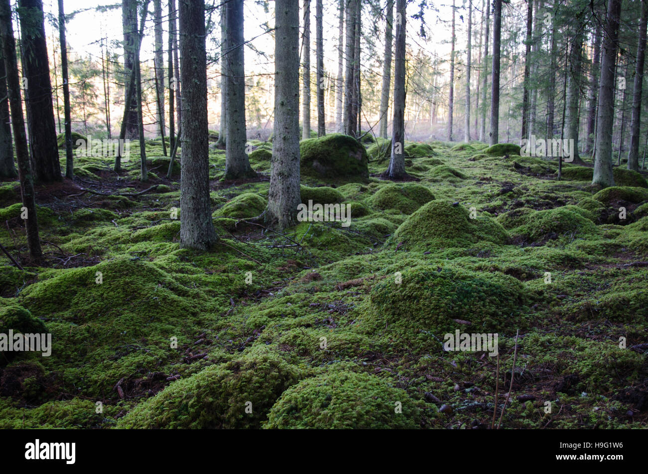 Alten Nadelwald mit grünen moosigen Boden Stockfoto