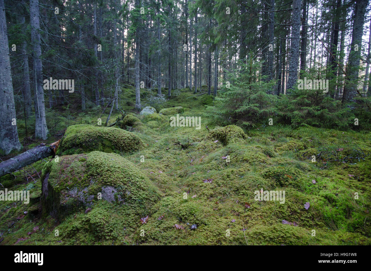 Szene aus einem alten unberührten Fichtenwald mit bemoosten Felsen auf dem Boden Stockfoto