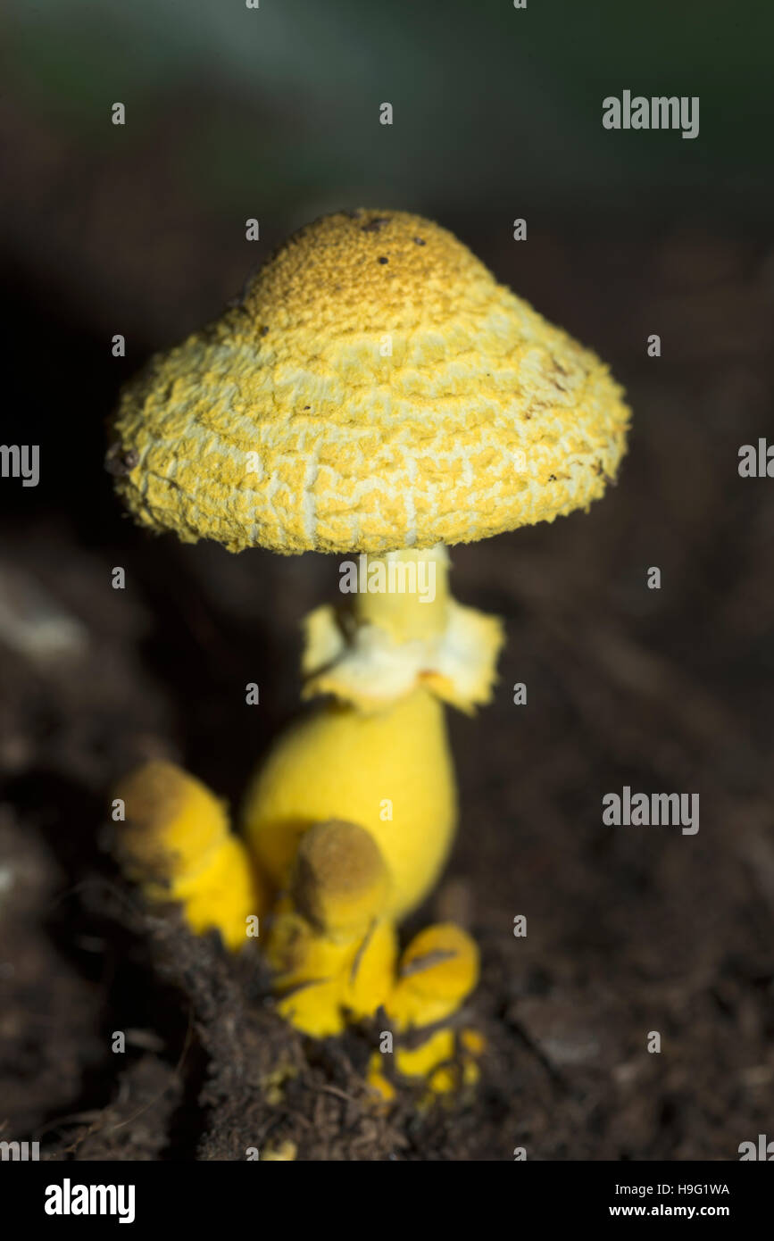 Gelber zimmerpflanzenpilz -Fotos und -Bildmaterial in hoher Auflsung   Alamy
