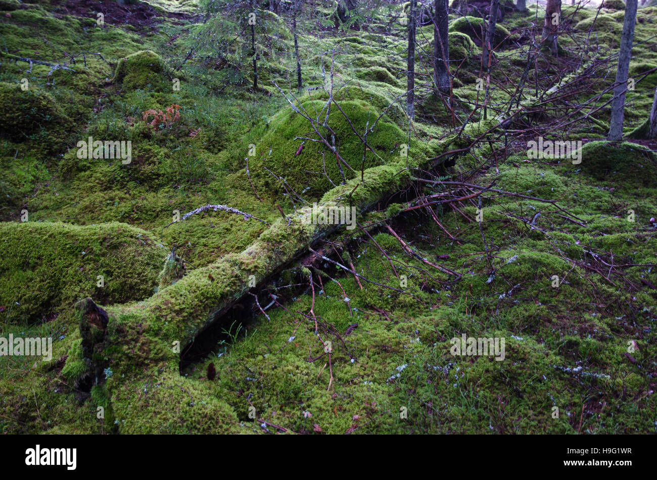 Gefallenen alten tot moosigen Baumstamm in einem grünen Wald-Boden Stockfoto
