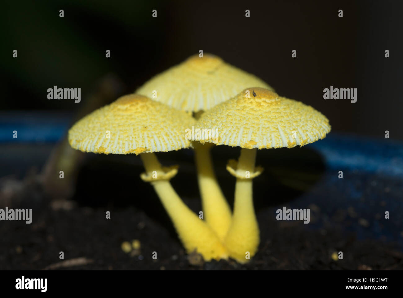 Giftige gelbe Pilz Leucocoprinus Birnbaumii, ein Blumentopf Pilz Pilz  wchst Gras nach dem Regen Stockfotografie - Alamy
