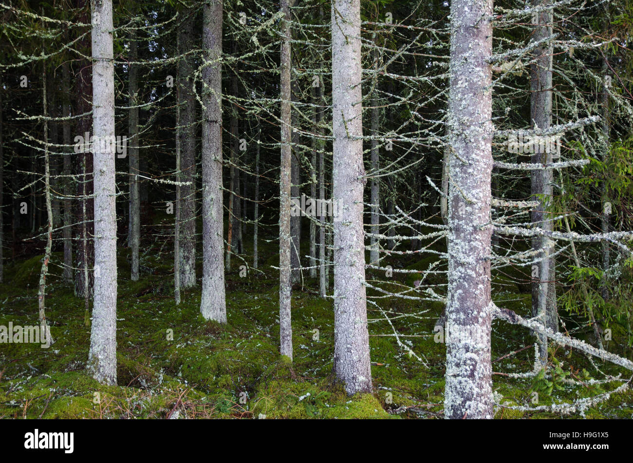Baumstämme überall in einem Wald mit grünen moosigen Boden Fichte Stockfoto