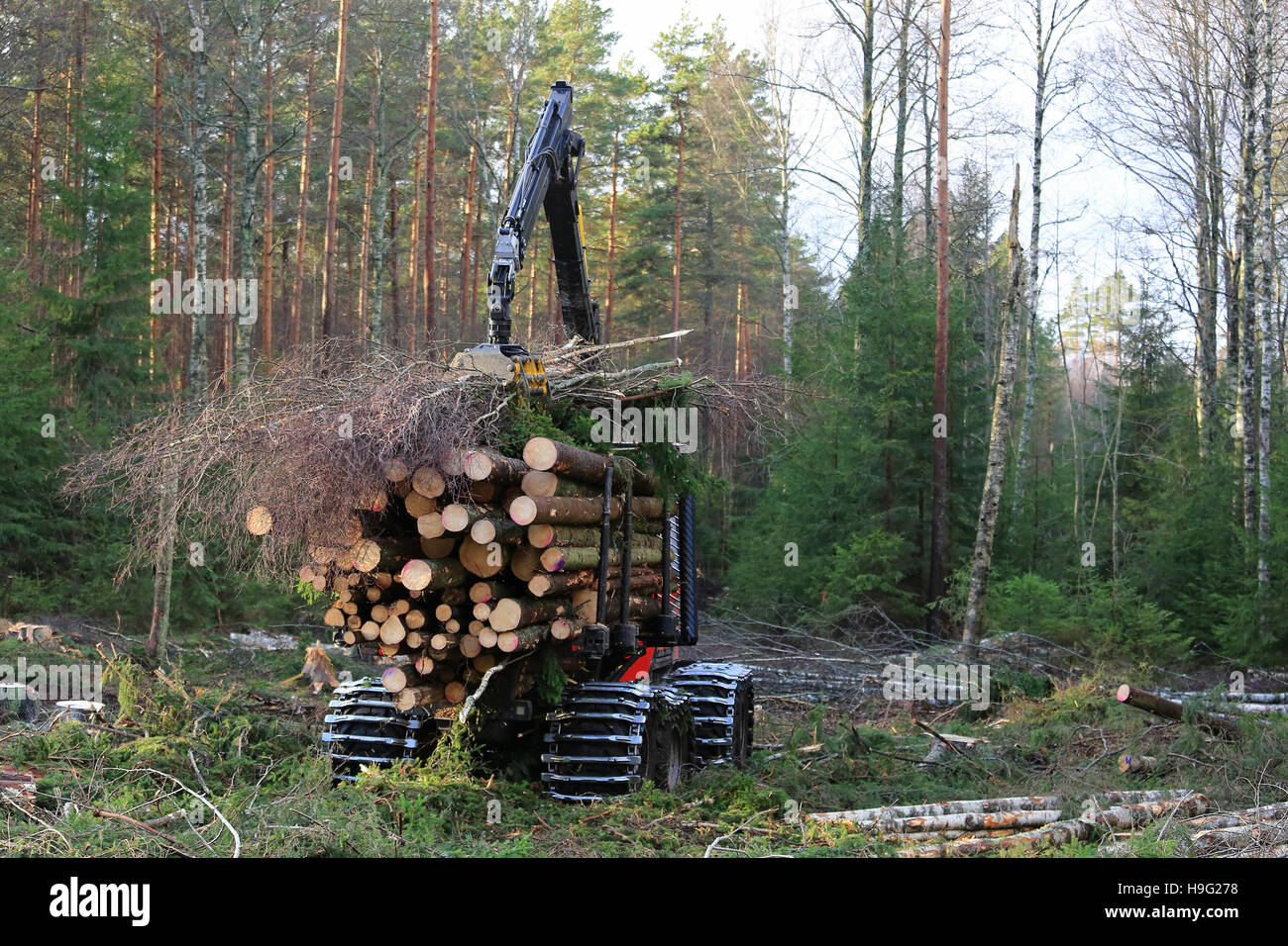 Forstwirtschaft Spediteur stapelt bis Holz auf der Pritsche des Fahrzeugs im Wald. Stockfoto