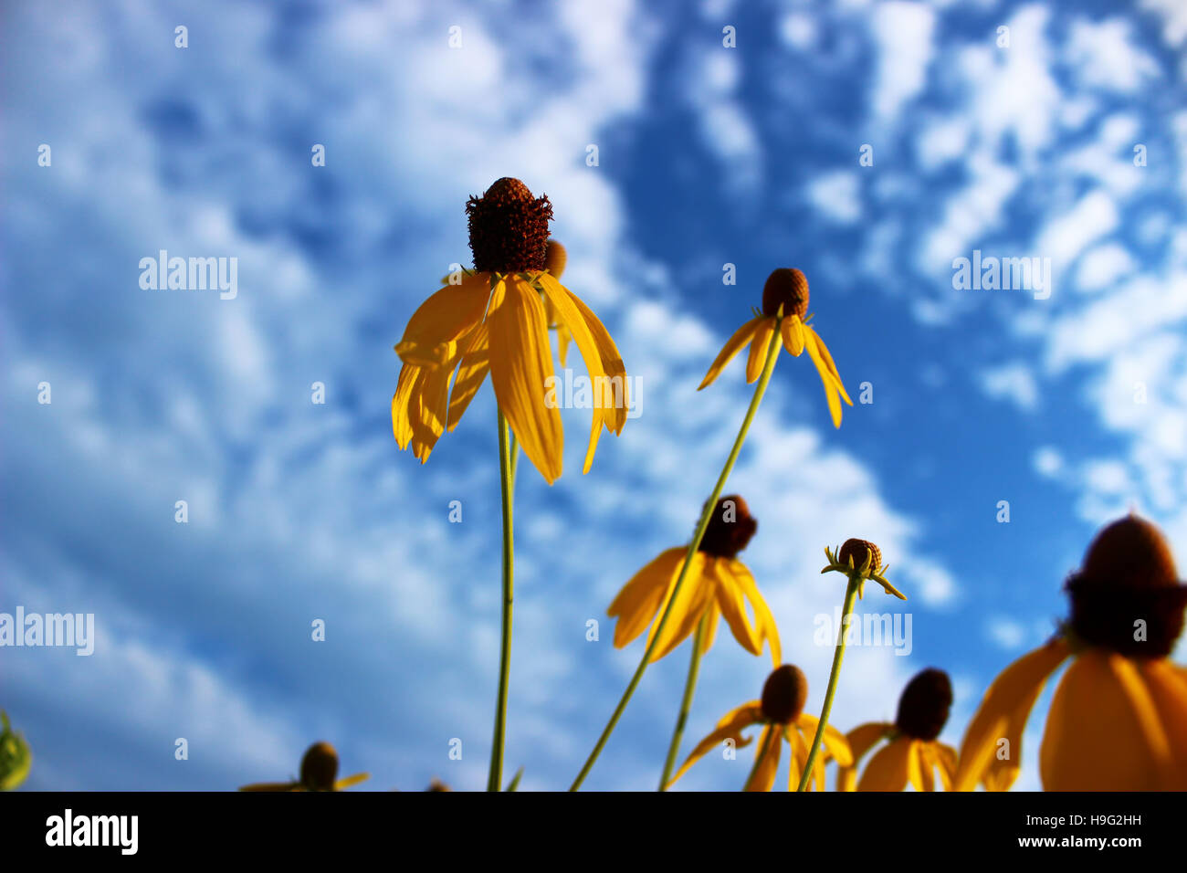 Prairie Wildblumen sehen aus wie Sternschnuppen gegen den Sommerhimmel. Stockfoto