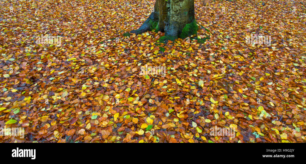Abstrakte Buche Bäume im Herbst beim Felbrigg große Holz-Norfolk Stockfoto