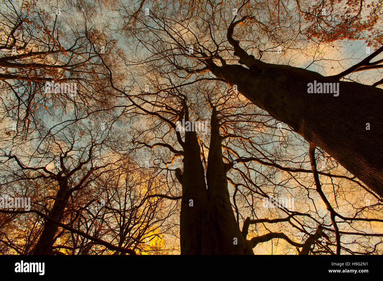 Buche Bäume Fagus Sylvatica Norfolk UK Anfang November Stockfoto