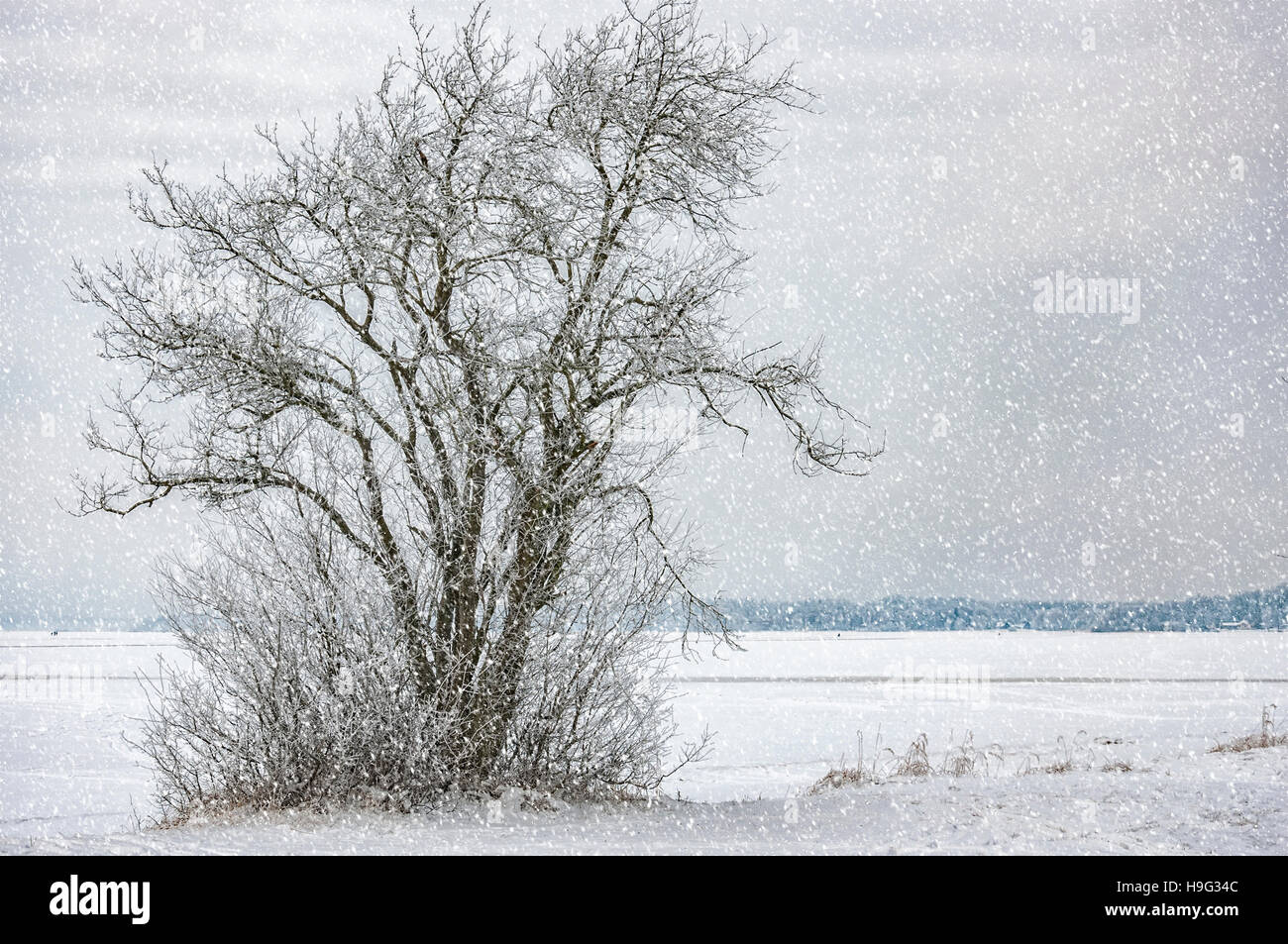 Ein einsamer Baum am Ufer des zugefrorenen See in der schwedischen Landschaft im Winter. Stockfoto