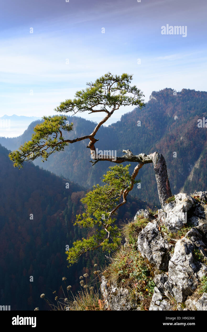 Sehr altes Relikt Kiefer auf Sokolica Berg in Pieniny, Polen Stockfoto