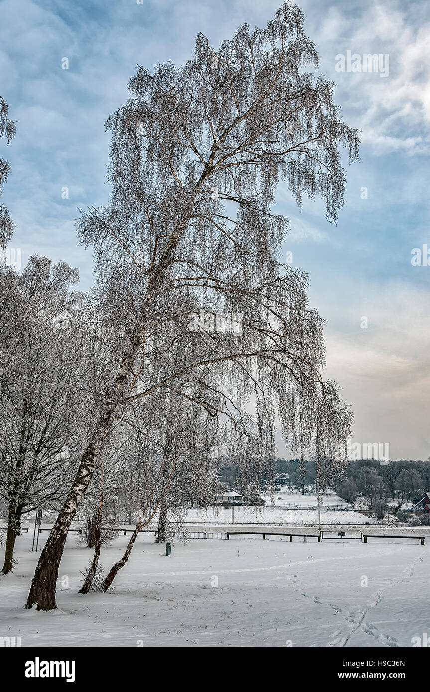 Eine Gruppe von Bäumen an den Ufern eines gefrorenen Sees in der schwedischen Landschaft im Winter. Stockfoto