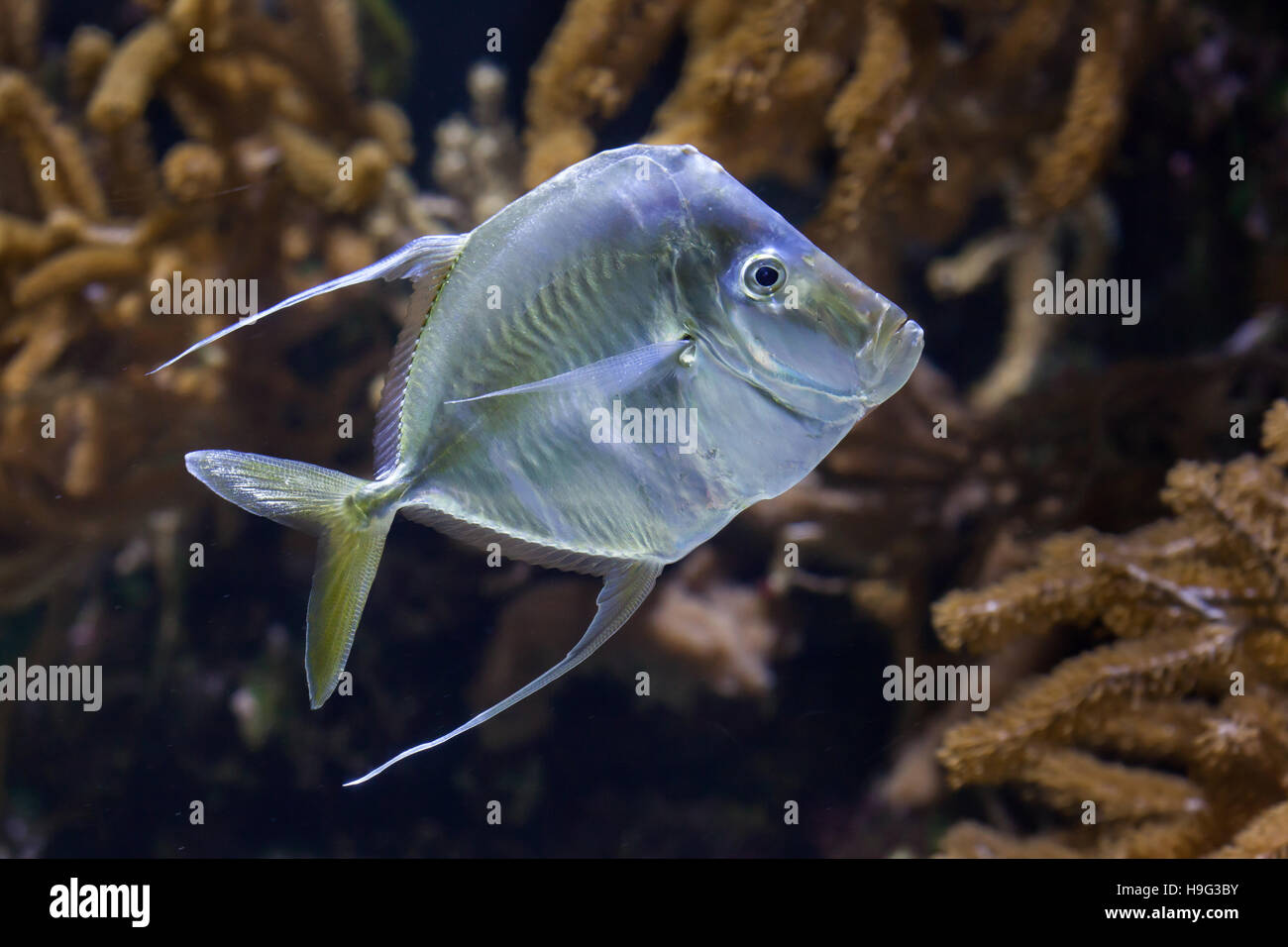 Lookdown (Selene Vomer). Meeresfische. Stockfoto