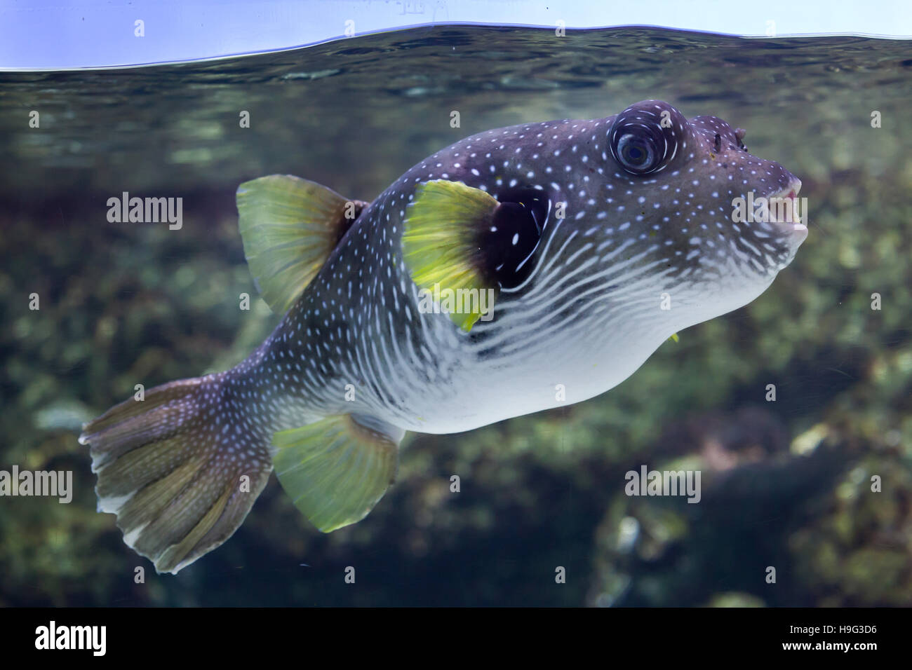 Weiß gefleckten Kugelfisch (Arothron Hispidus). Meeresfische. Stockfoto
