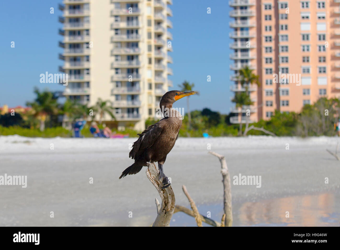 Doppel-crested Kormoran Phalacrocorax Auritus Fort Myers beach, Florida USA Stockfoto