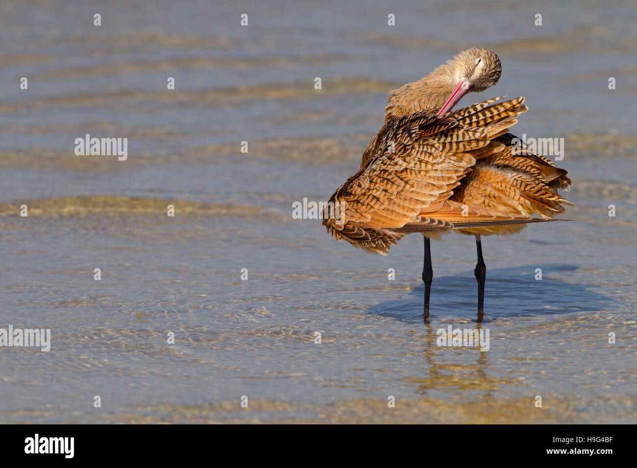 Marmorierte Limosa Uferschnepfe Fedoa Fütterung März Fort Myers Beach Golf-Küste Florida USA Stockfoto
