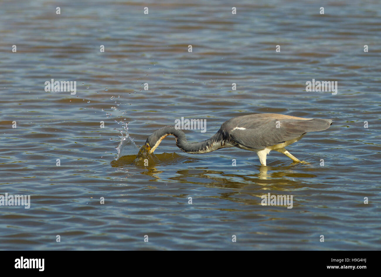 Dreifarbige Reiher Egretta tricolor früher als der Louisiana Reiher bekannt, Fische in einer Lagune zu fangen Fort Myers Beach Florida USA Stockfoto