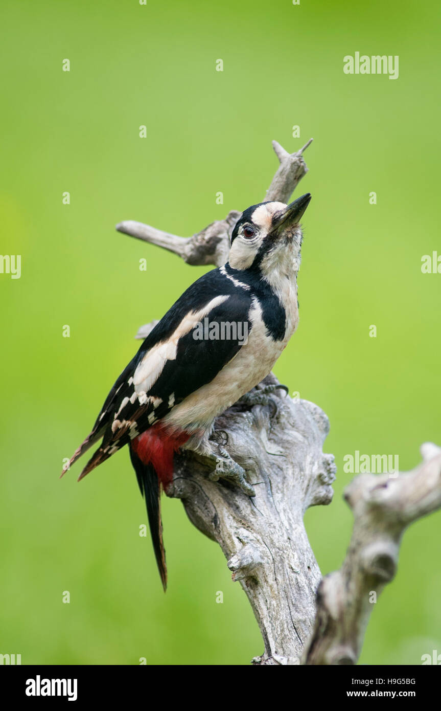 Vertikale Porträt von Buntspecht, thront auf einem Ast Dendrocopos große, Erwachsene Weibchen. Stockfoto