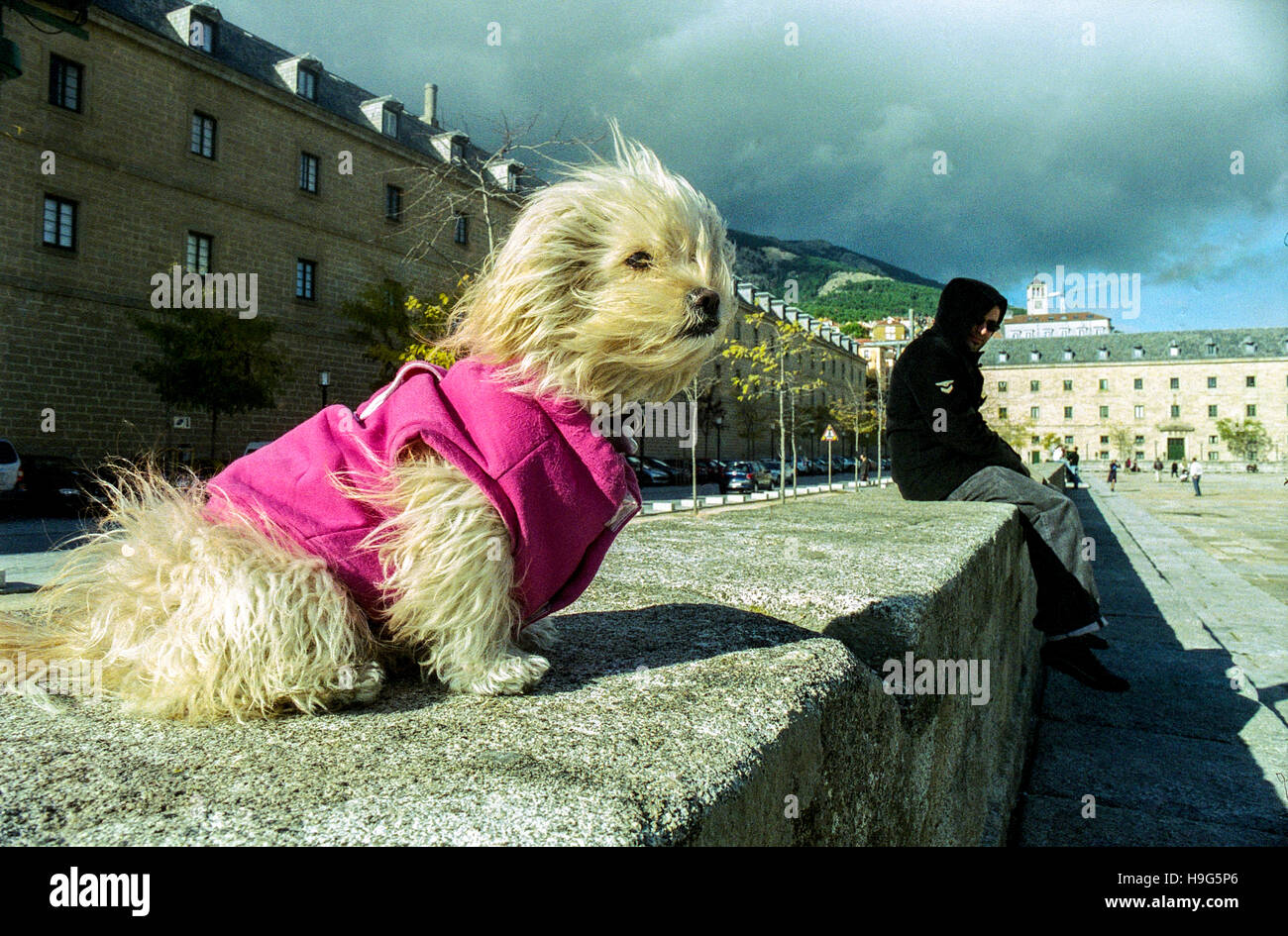 Zarter Hund im Wind in einem rosa Kostüm vor San Lorenzo de El Escorial, spanischer Hund im Anzug Stockfoto