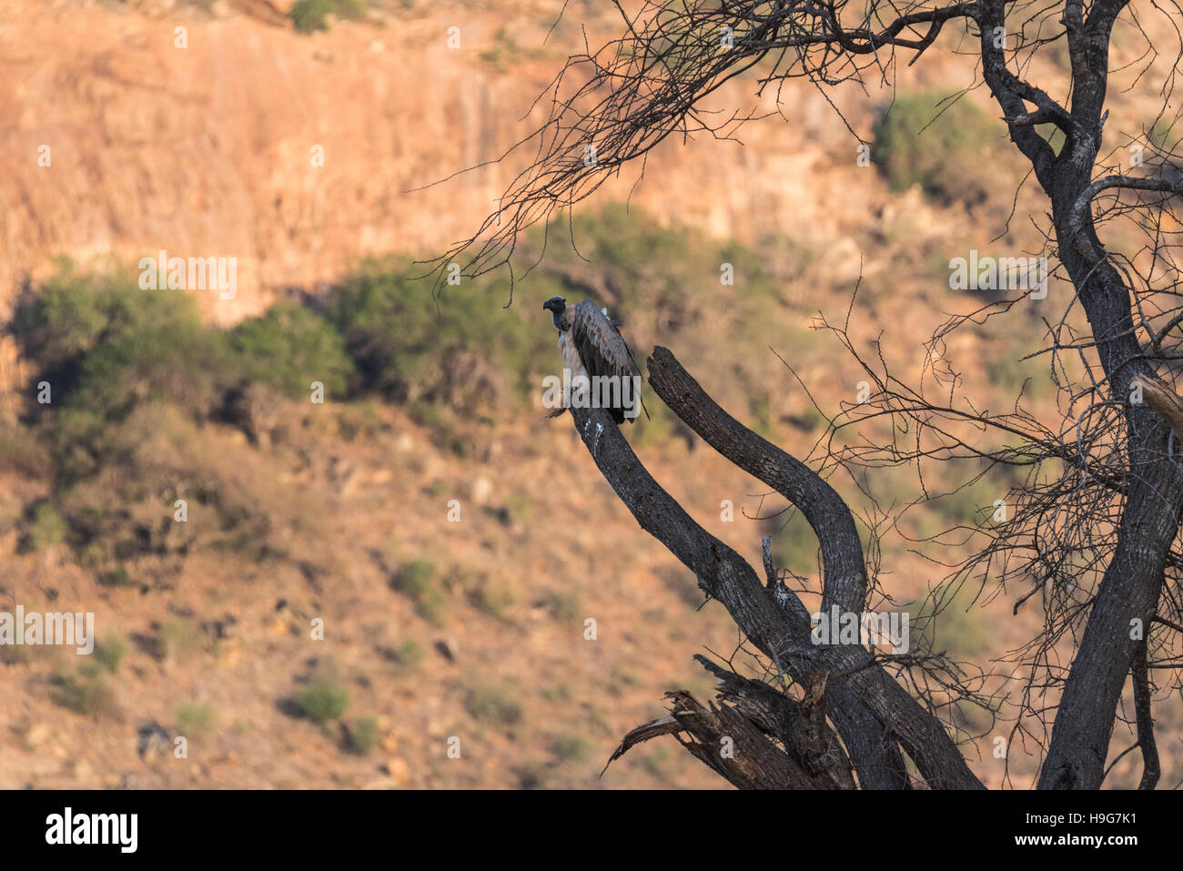 Ein White-Backed Geier thront auf einem Baum Stockfoto