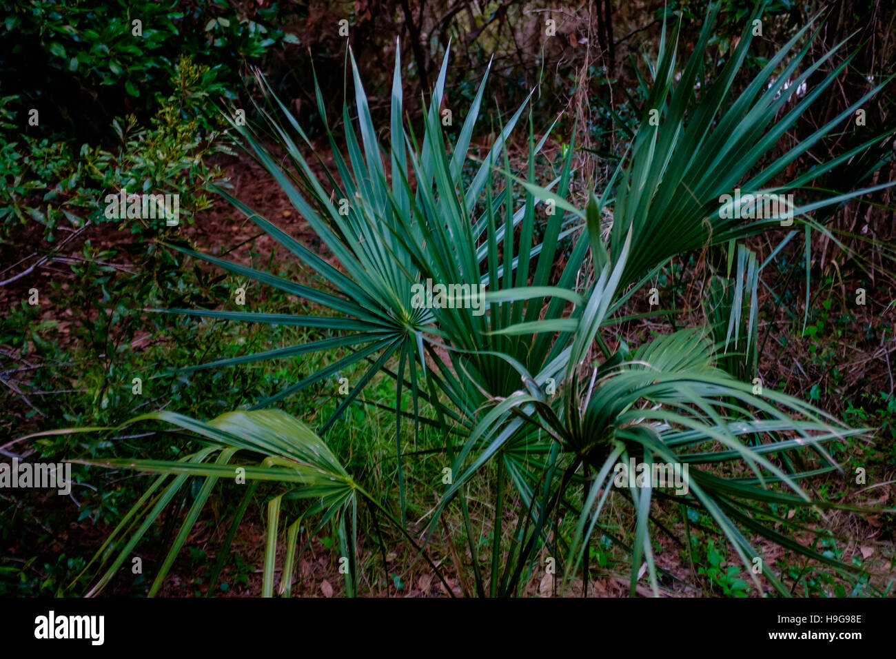 Pflanzen in Seabrook Island, South Carolina, USA Stockfoto
