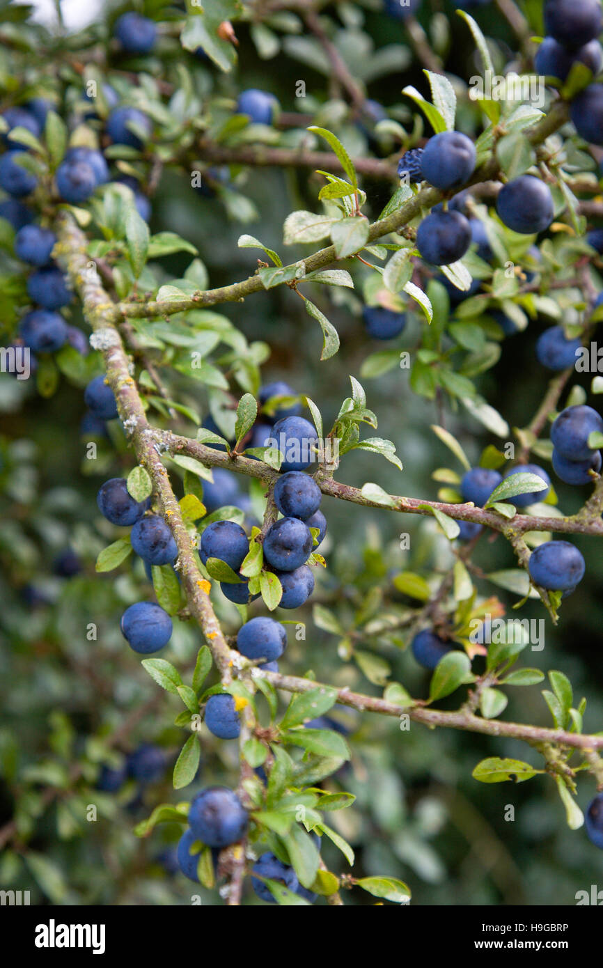 Lila Herbst Lila Beeren Stockfotos und bilder Kaufen Alamy