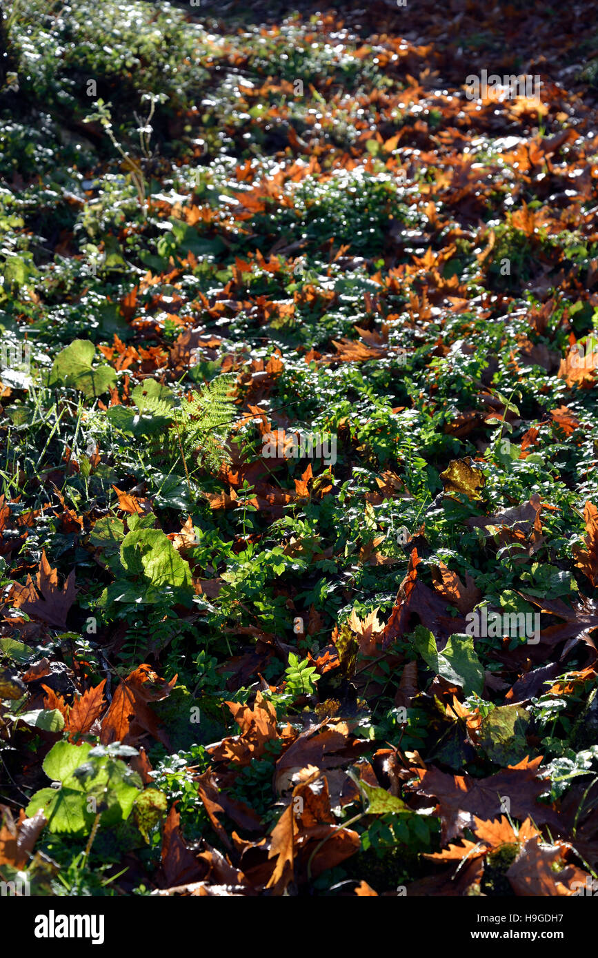 Herbstlaub in Landschaft Stockfoto