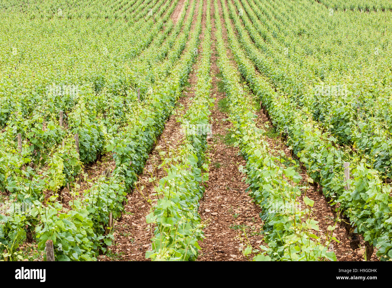 Weinberge in der Nähe der Stadt Beaune im Burgund, Frankreich. Stockfoto