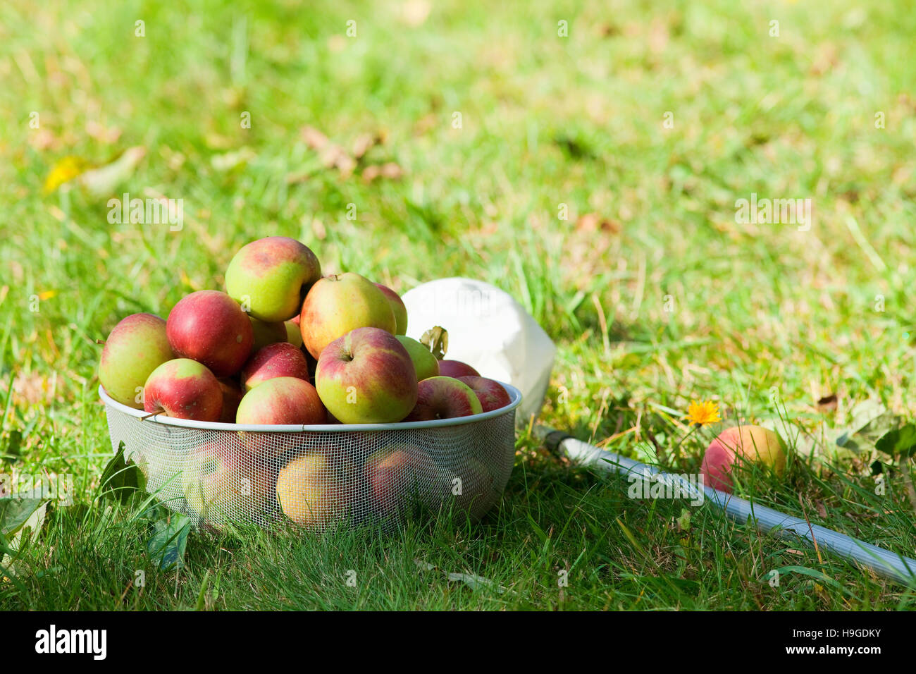 Äpfel pflücken, im Obstgarten Stockfoto