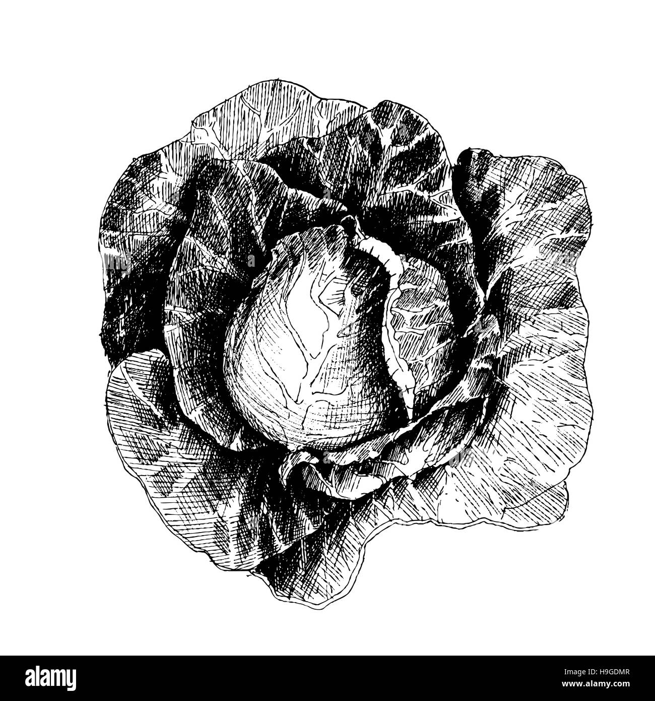 Handgezeichnete Skizze Stil Kohl. Kohl mit Blätter, Kohl Kopf, die Hälfte des Kohls. Frische Bio-Bauernhof-Essen-Vektor-Illustration isoliert auf weißem bac Stockfoto