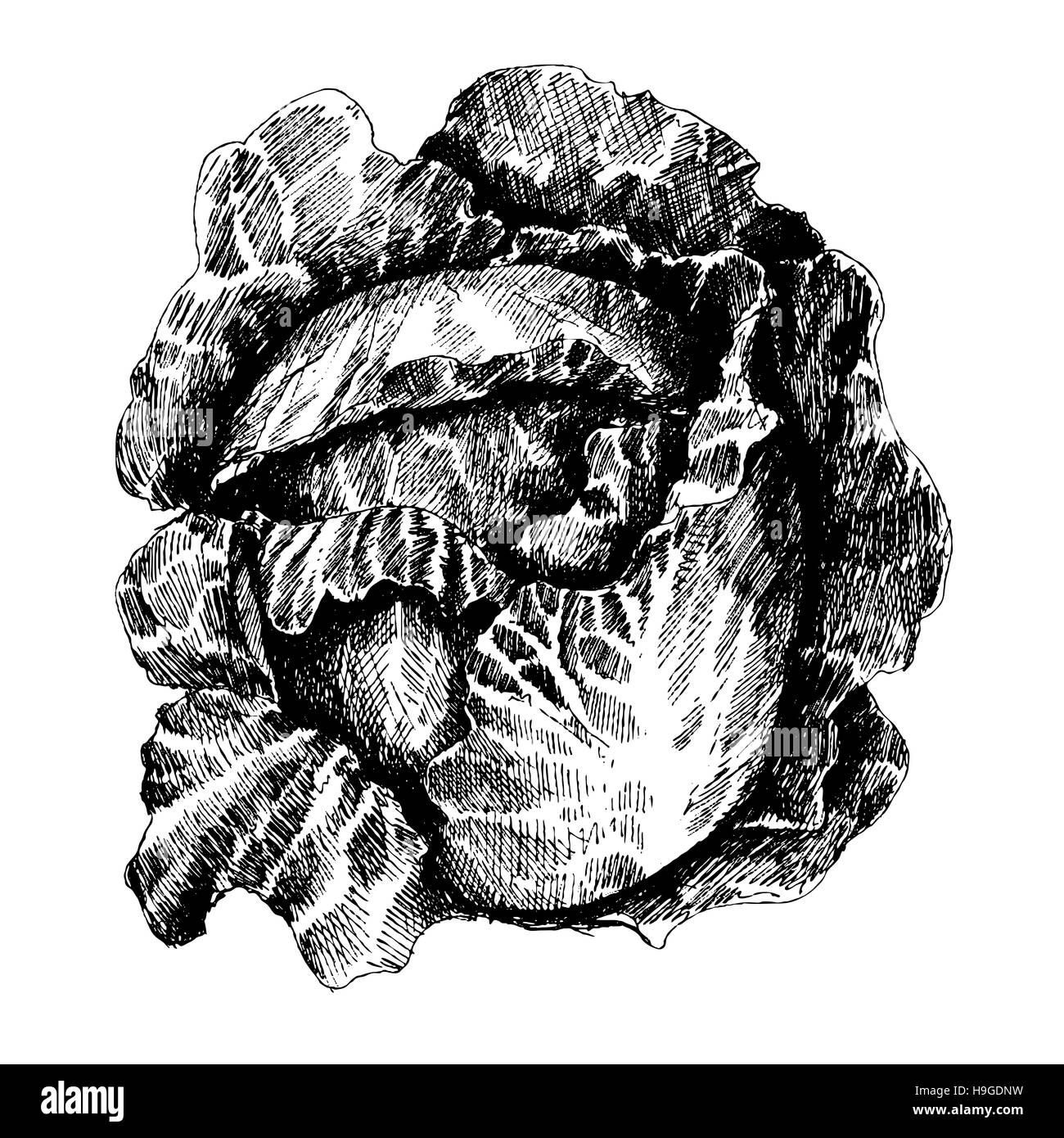 Handgezeichnete Skizze Stil Kohl. Kohl mit Blätter, Kohl Kopf, die Hälfte des Kohls. Frische Bio-Bauernhof-Essen-Vektor-Illustration isoliert auf weißem bac Stockfoto