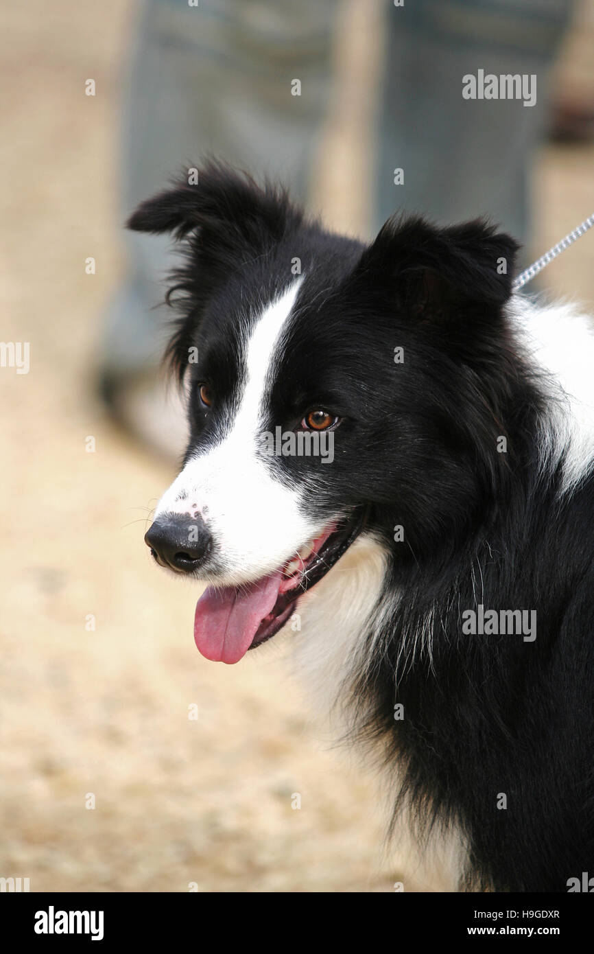 Porträt von Border Collie Hund im Garten Stockfoto