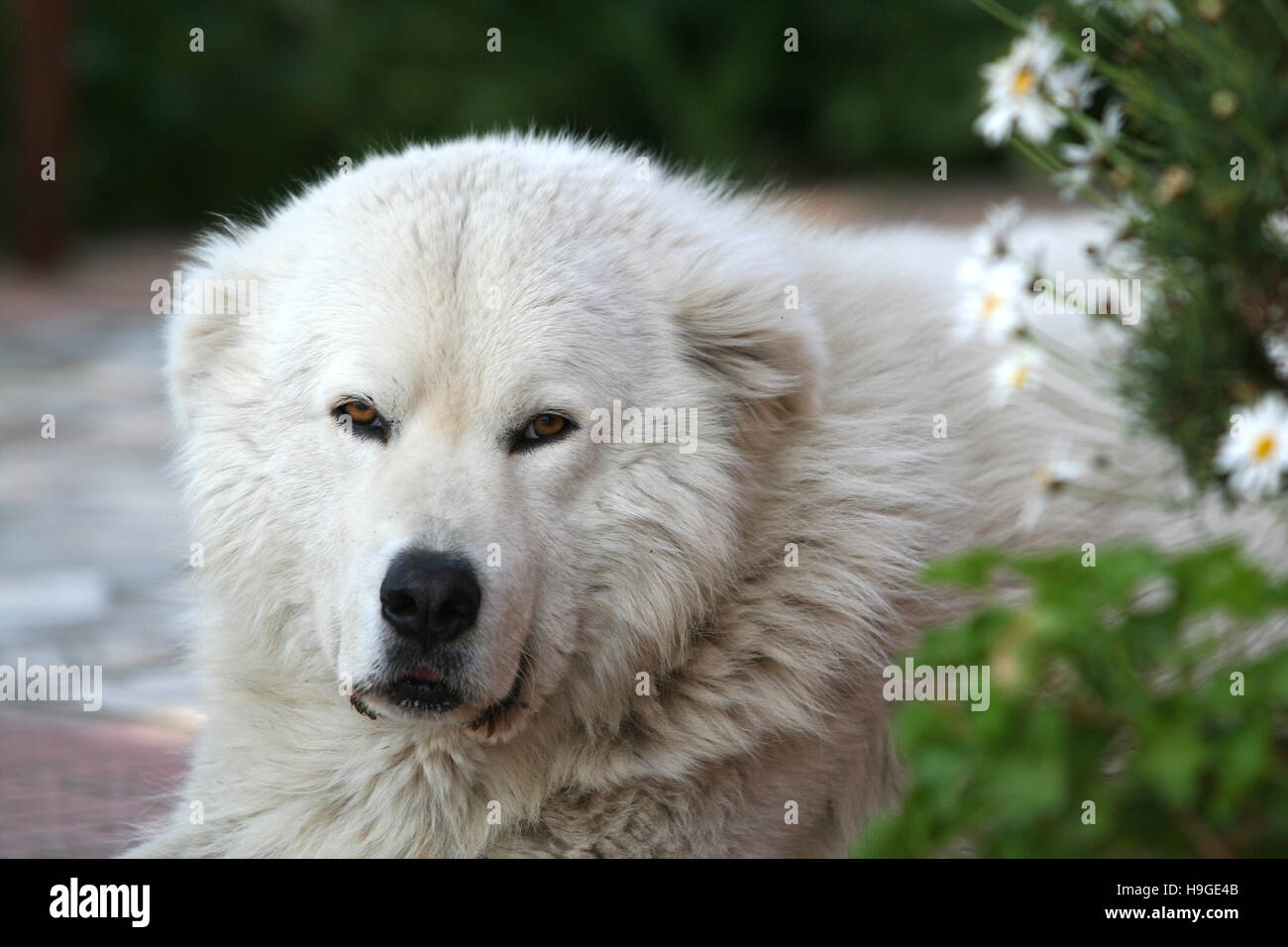 Maremma Sheepdog im Garten Stockfoto