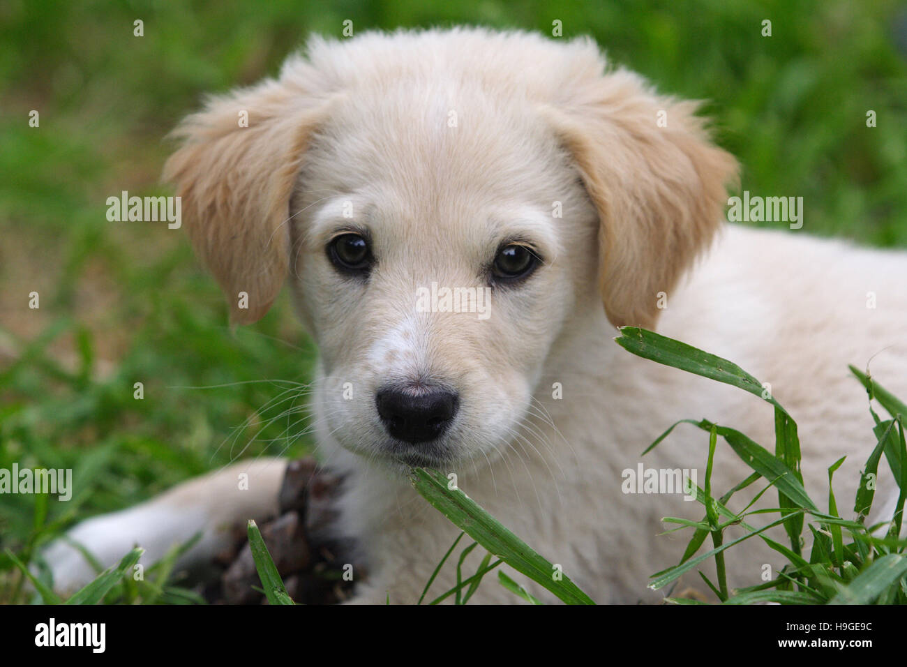 Maremma Sheepdog im Garten Stockfoto