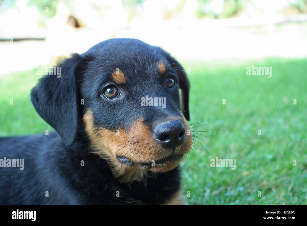 Puppy Hund im Garten Stockfoto