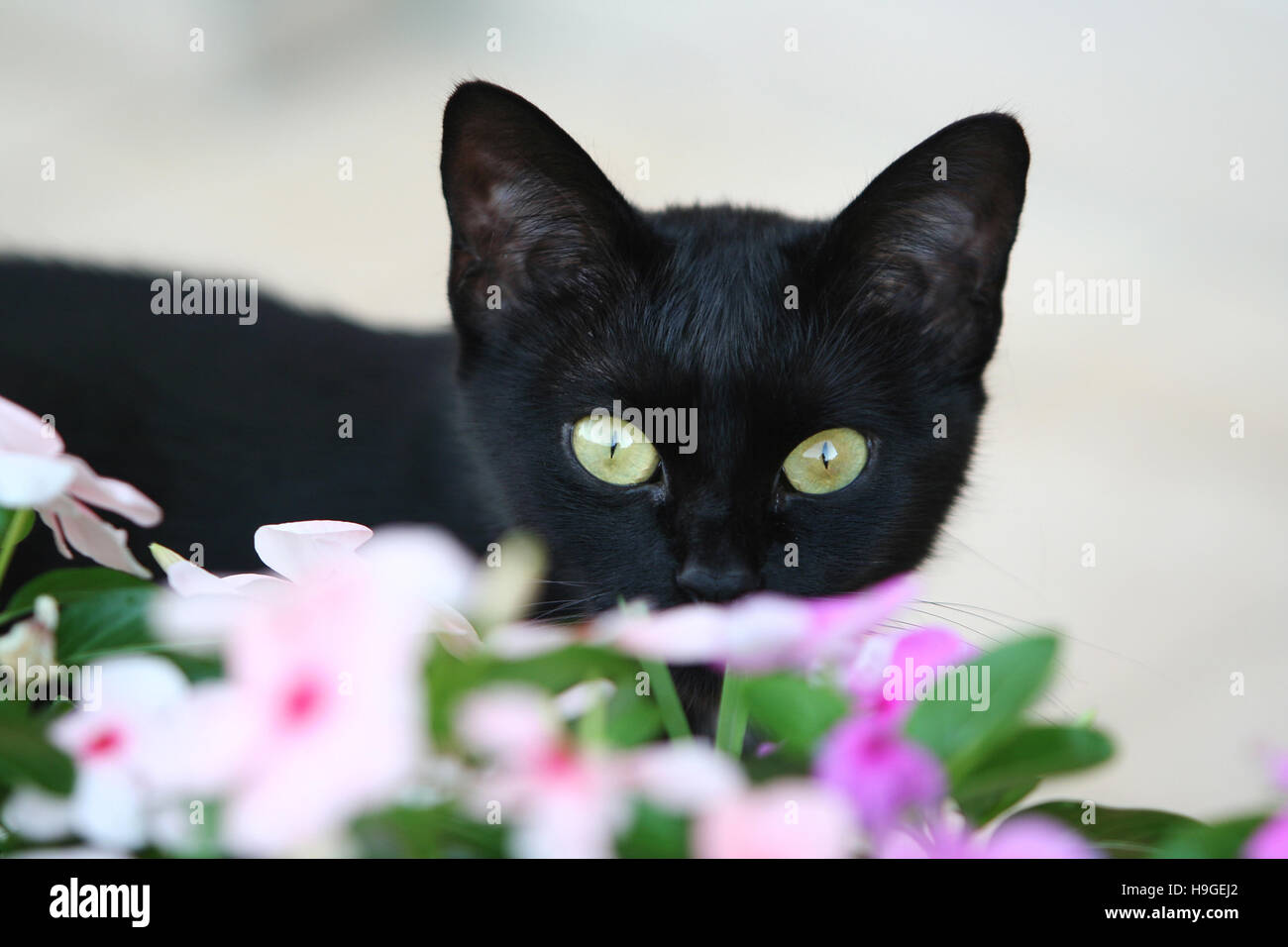 Schwarze Katze im Garten Stockfoto