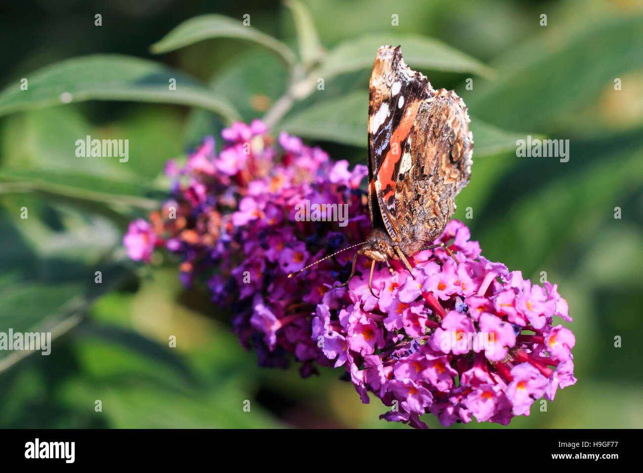 Red Admiral Schmetterling Fütterung auf Sommerflieder Blume in einem UK-Garten Stockfoto